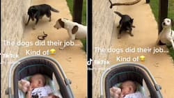 Snake near baby attacked by 3 dogs, things go wrong as serpent lands on dad filming TikTok with 14M views