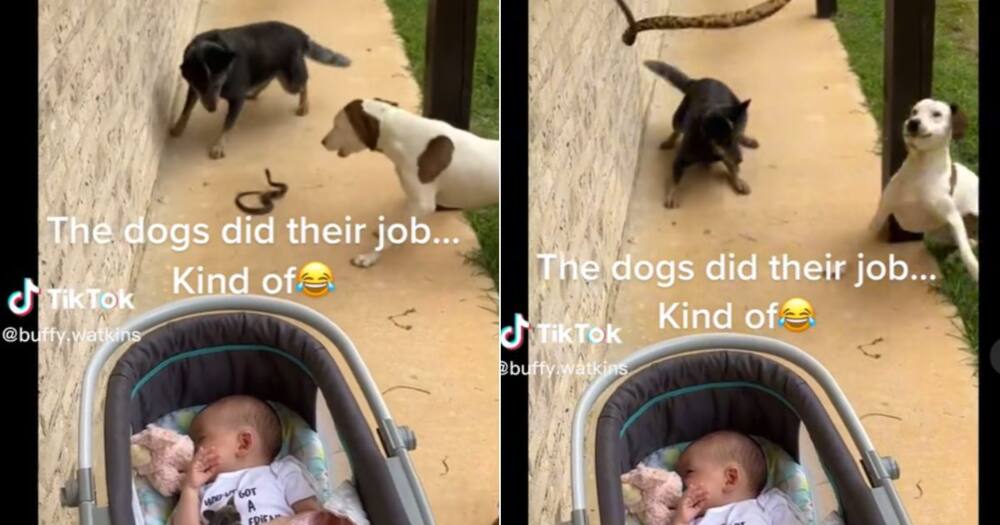 Three dogs protect baby from snake
