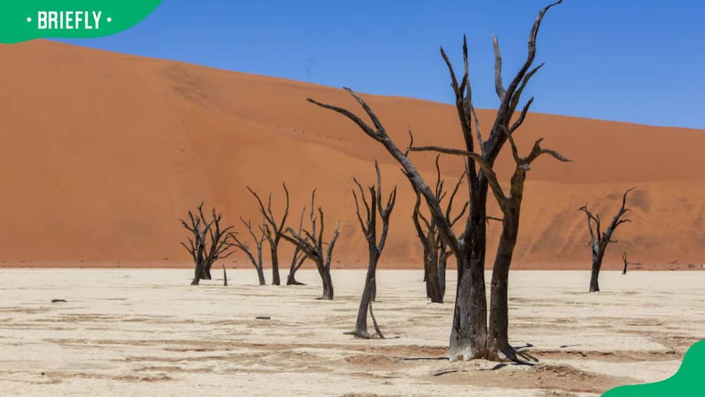 Africa's Namib desert