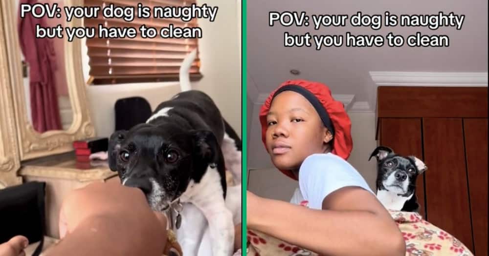 A woman put her dog on her back because it was naughty