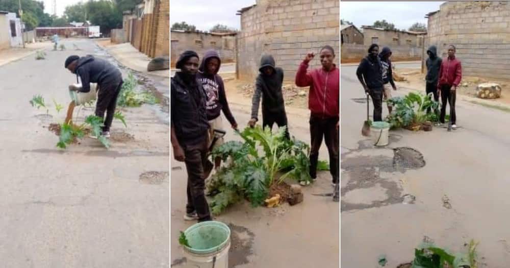Plants vs Potholes: Residents Cover Potholes With Pretty Flowers, SA Impressed