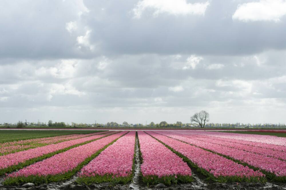 Dutch tulip cultivation is threatened by climate change