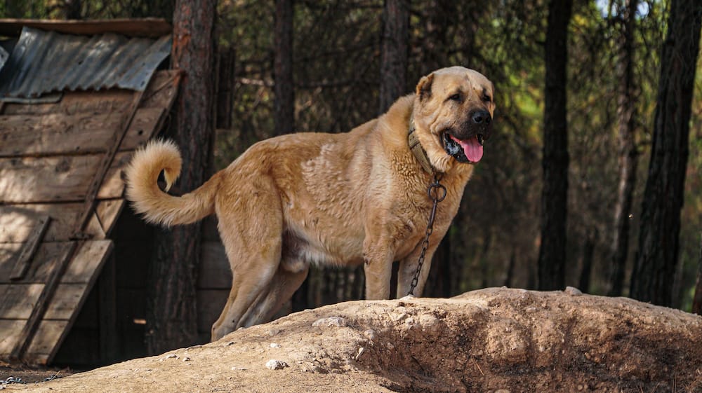 are kangal shepherd dogs calm