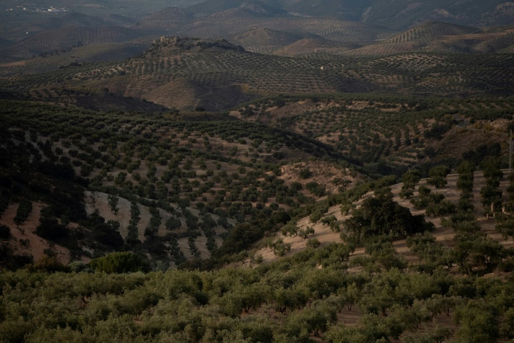 Drought spells 'catastrophe' for Spain's olive harvest - Briefly.co.za