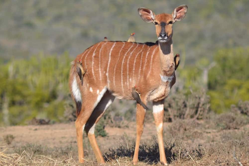Everything you need to know about the Cape Bushbuck