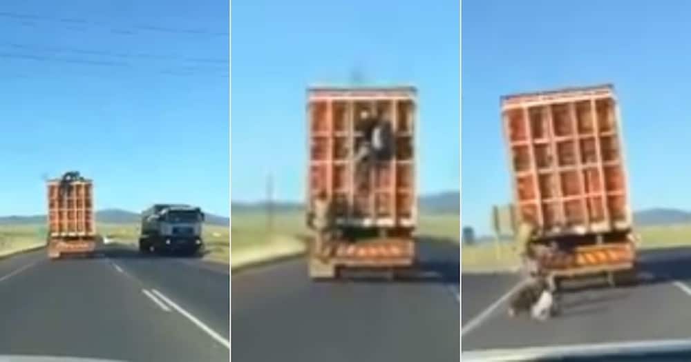 Social media users, in disbelief, as they react, to video, of tsotsi, robbing truck