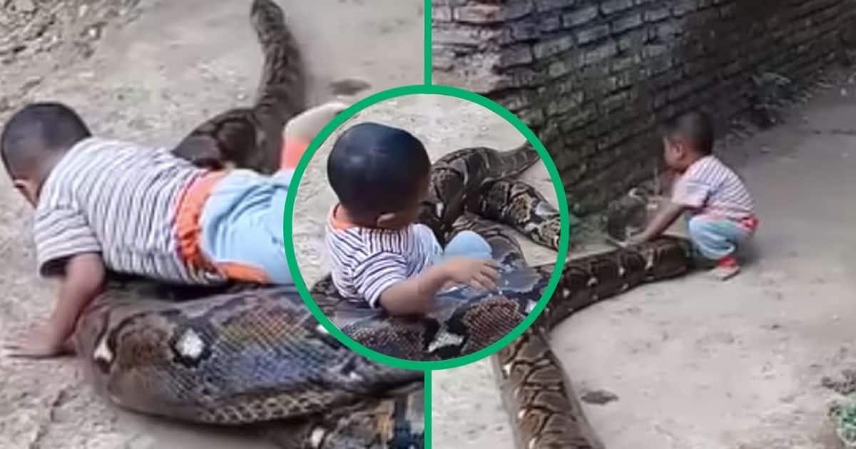 Two-year-old boy plays with giant snake in viral video