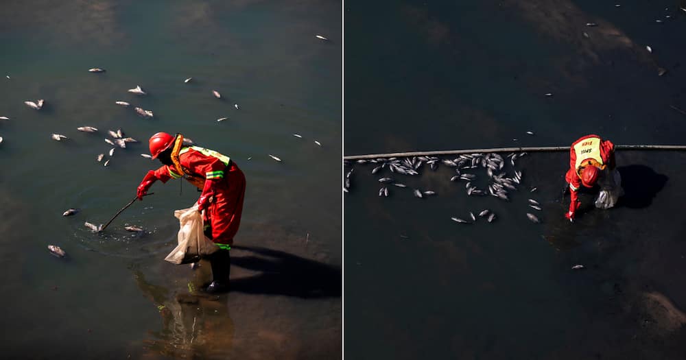 KwaZulu-Natal, Durban, Dead marine life, toxic spillage, unrest