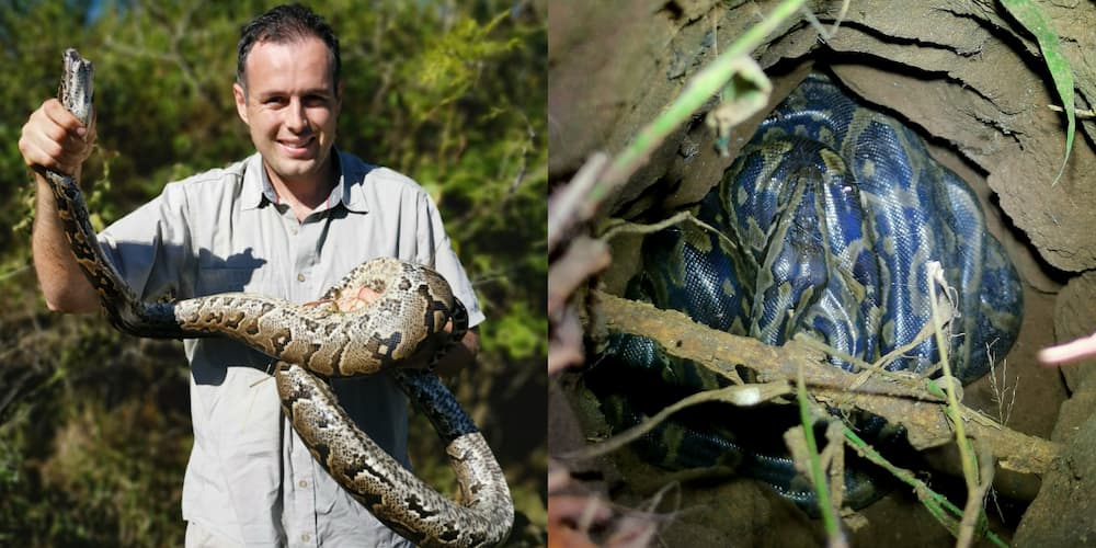 Nick Evans Nabs Chicken Eating Python, Locals Breathe a Huge Sigh of Relief