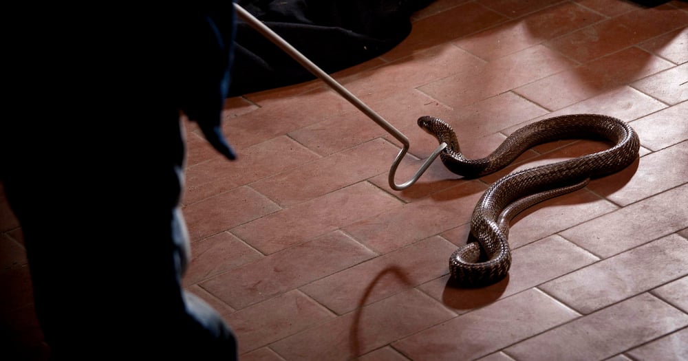 Snake spotted at Magagula clinic in Katlehong has staff members staying home