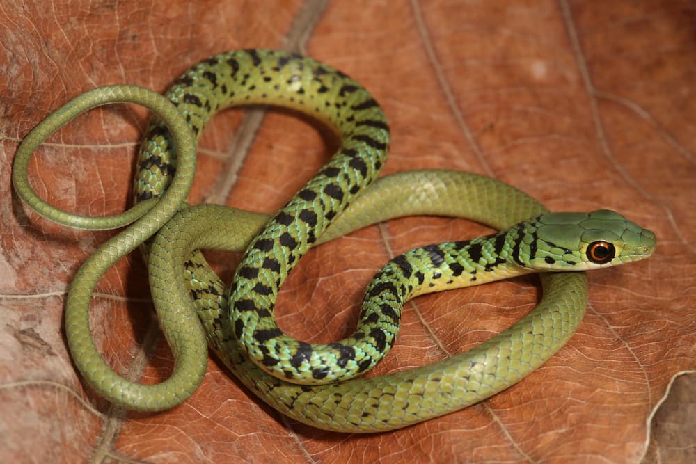 Spotted Bush Snake