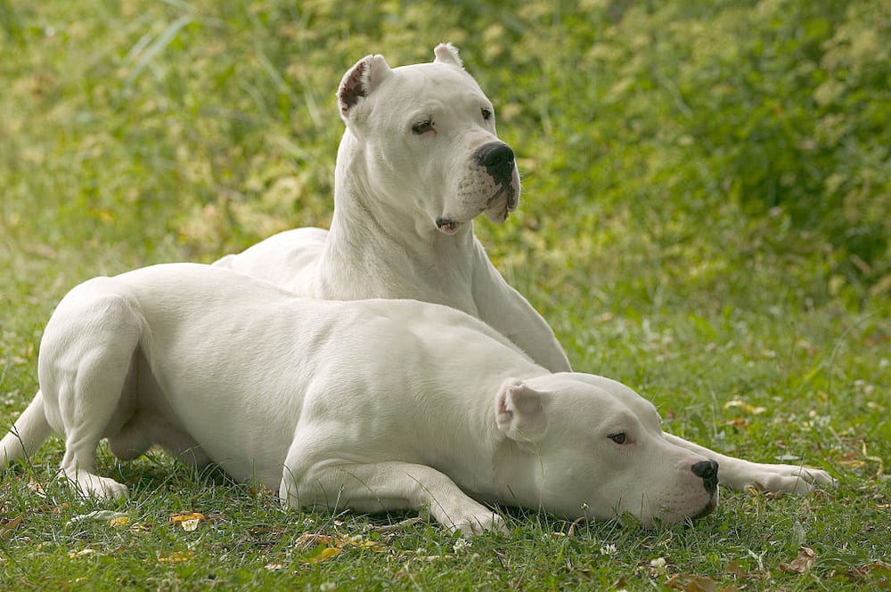 Why are Dogo Argentinos banned in the UK?