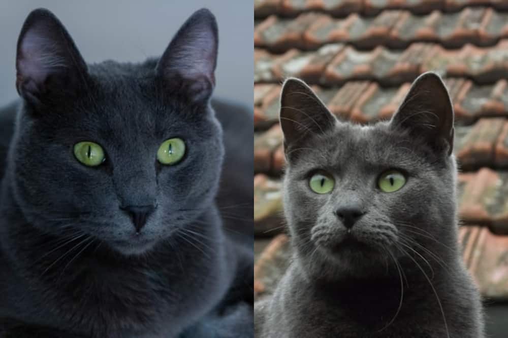 Russian Blue breed with green eyes