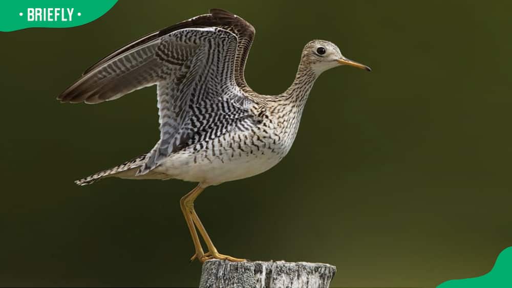 An upland sandpiper on a fence post