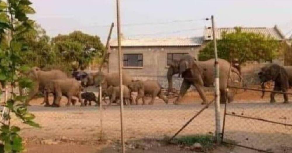 Elephants, Malamulele Township, Limpopo, Africa, social media