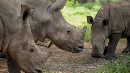Rhinos killed, poachers arrested in S.Africa's Kruger Park