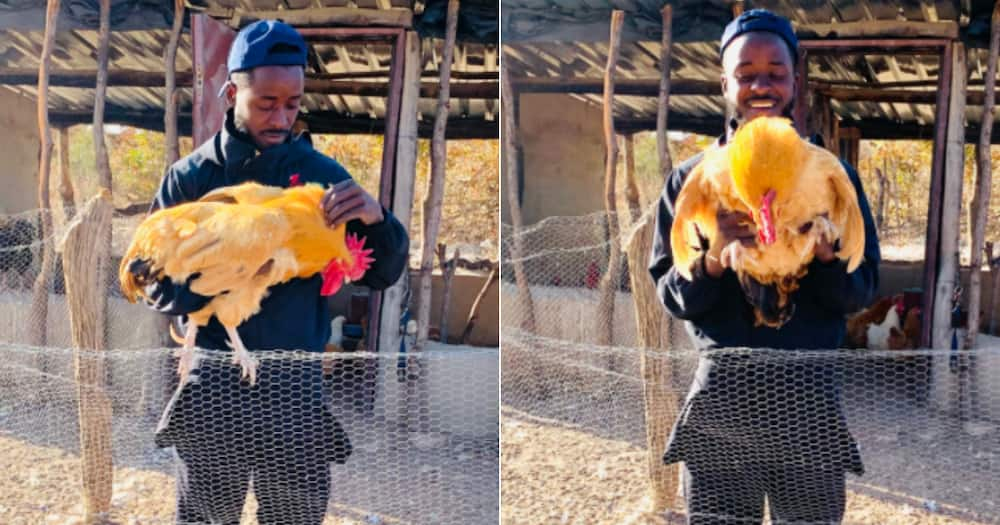 Farmer, then and now, Chicken, Eggs, Inspirational, Twitter reactions