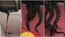 Video of massive snakes in ceiling goes viral with 2.3 million views, peeps frightened, "scariest thing ever"