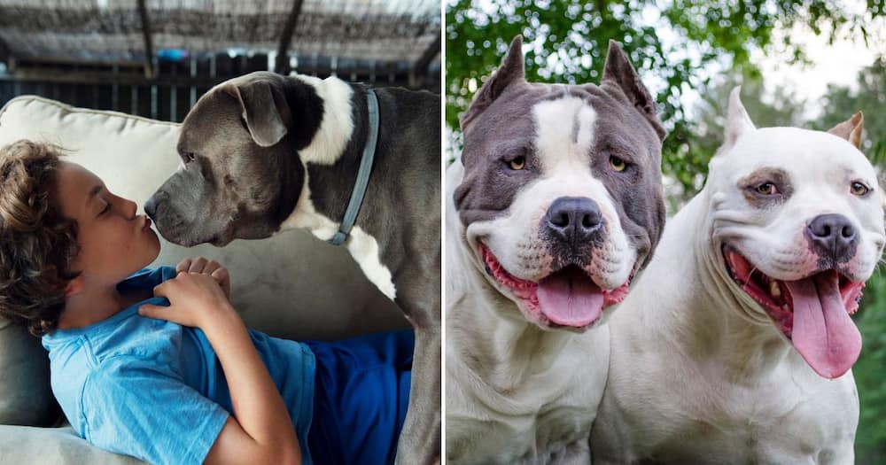 Pit bull owners start a petition