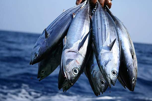 How much was the most expensive tuna?