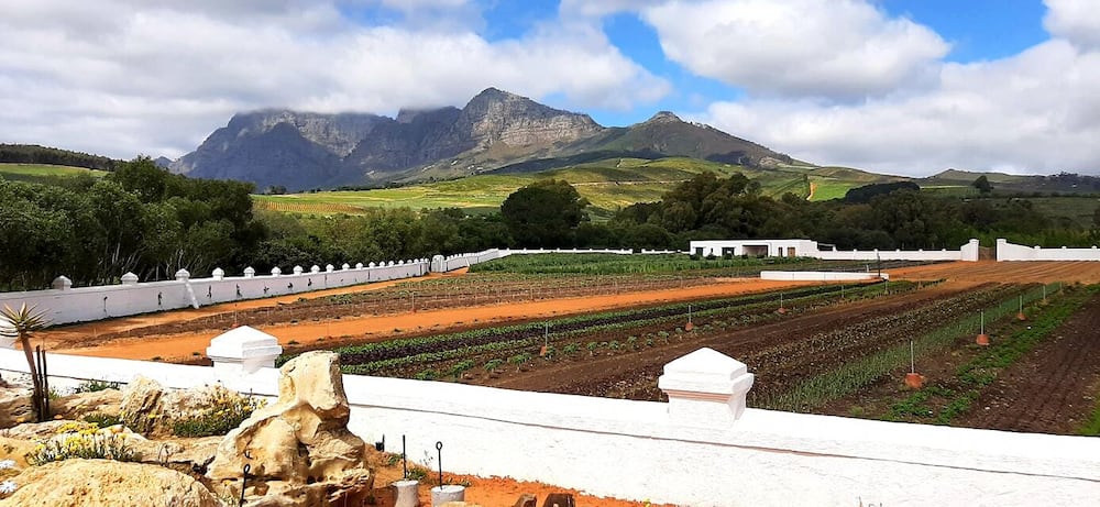 Vineyard at Babylonstoren owned by Koos Bekker.