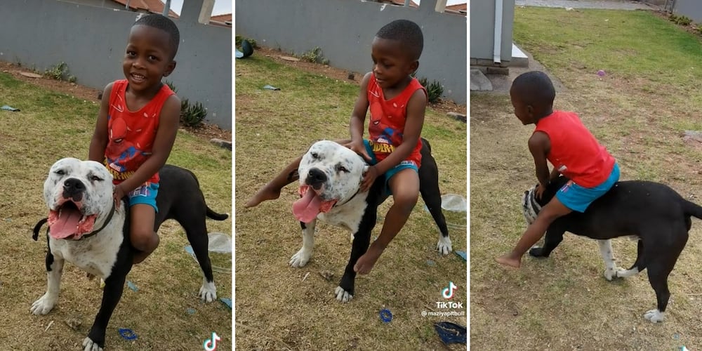 Boy plays with pit bull