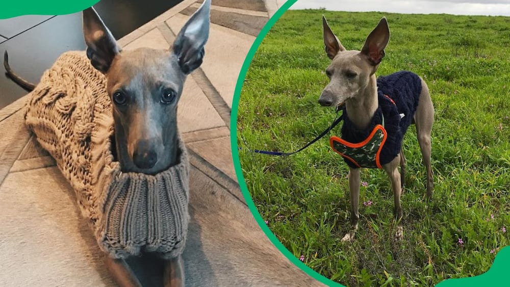 Kylie Jenner’s dog, Norman wearing a sweater (L). The dog during a walk (R)