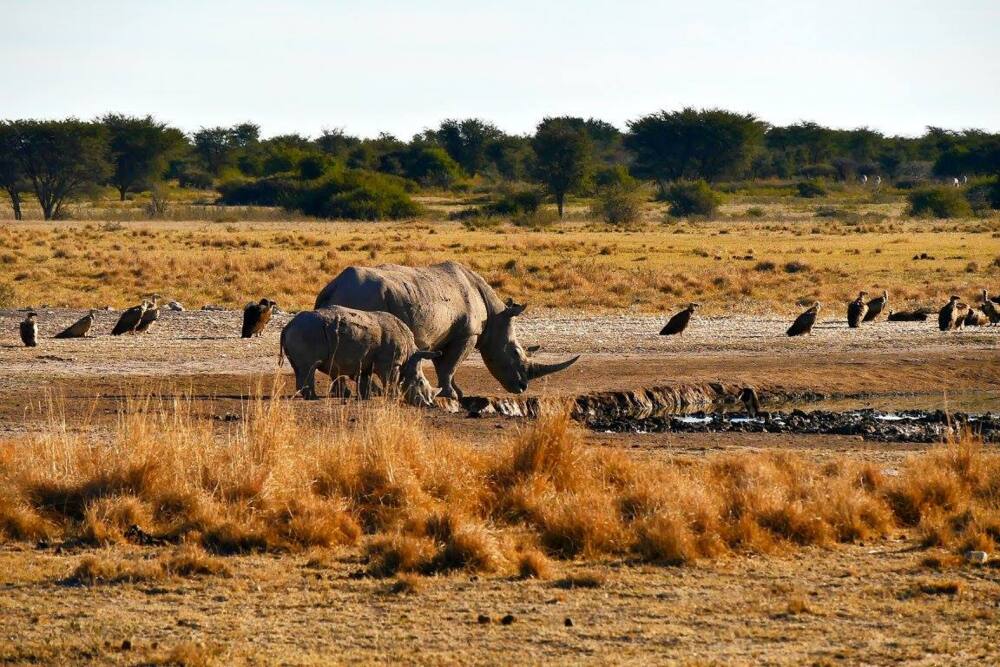 Khama Rhino Sanctuary animals