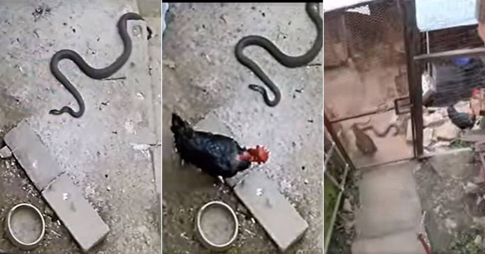 CCTV footage catches a black mamba with chickens, the video is going viral. Image: Facebook