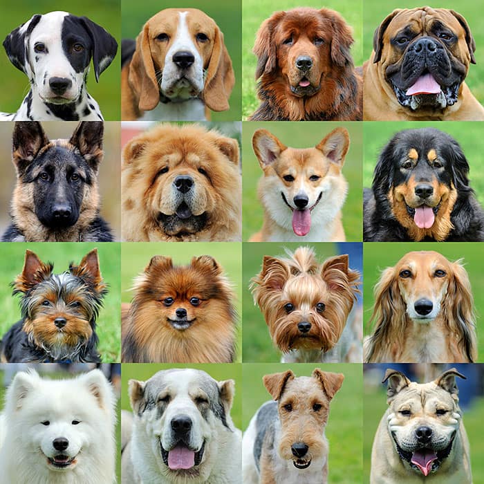 Top 10 hot sale powerful dog breeds