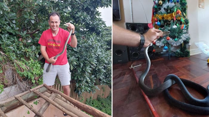 Nick Evans Christmas came early: Huge black mamba snake found snuggled by a Christmas tree