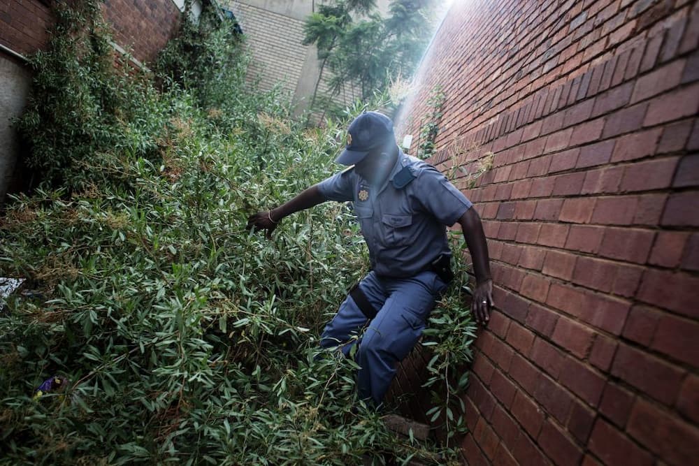 SAPS, crime, drug bust