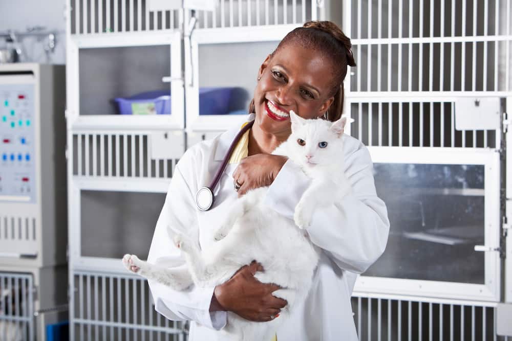 A vet holding a white cat
