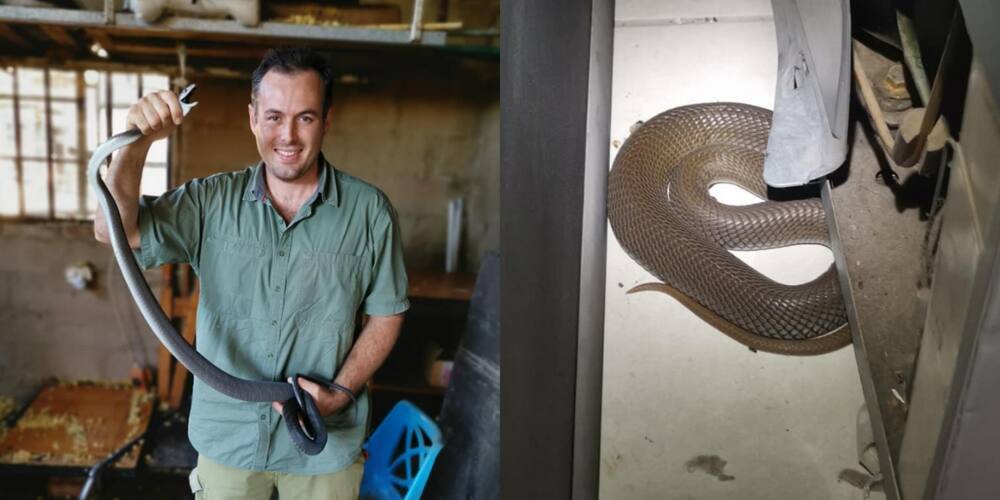 'The Snake Man', Nick Evans Details Another Heroic Scary Cobra Catch