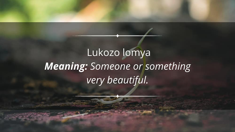 Zulu proverbs and quotes
