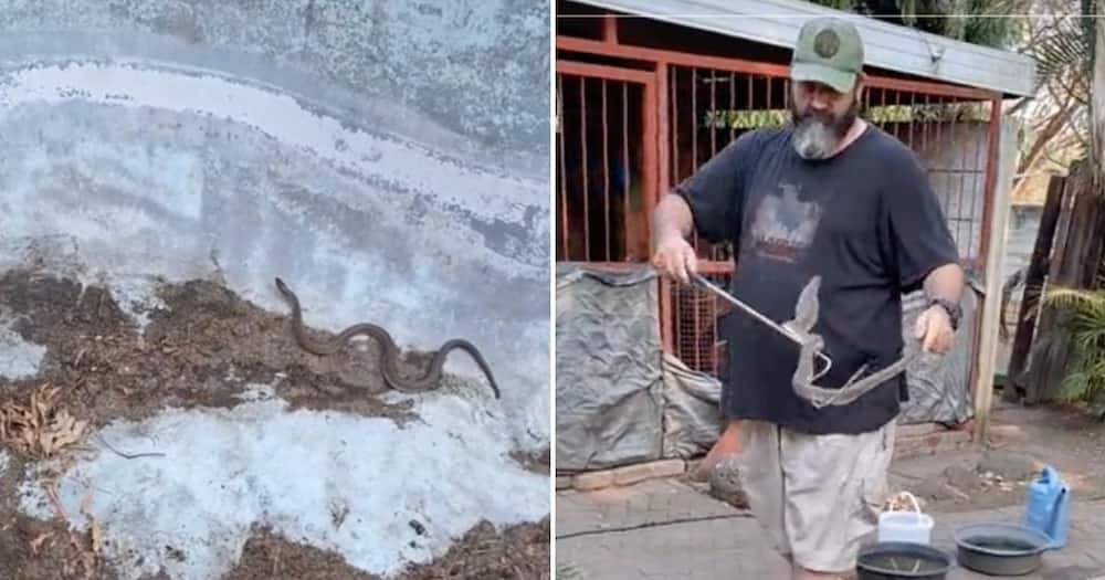 A man shared a video of how he handled a cobra he found.