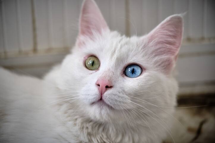 Close-up portrait of a Turkish Angora cat