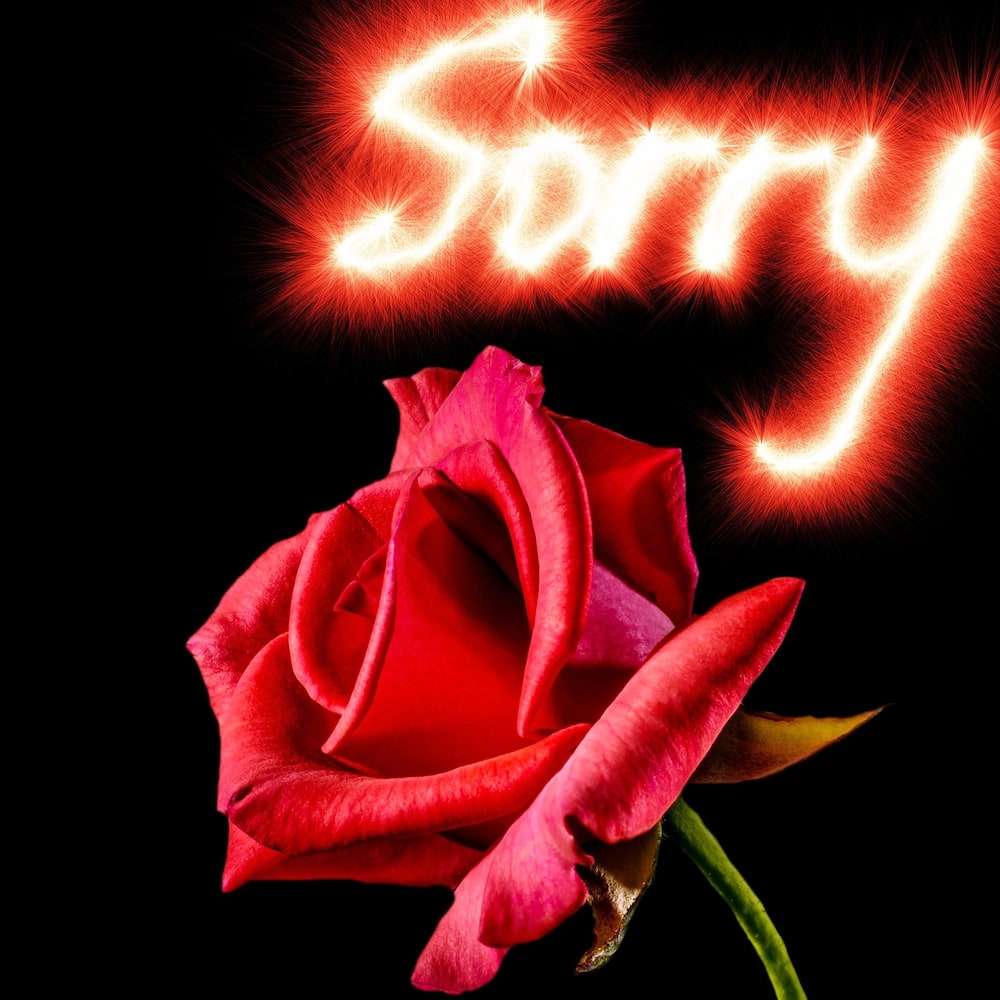 40 melting I am sorry quotes with images 2019