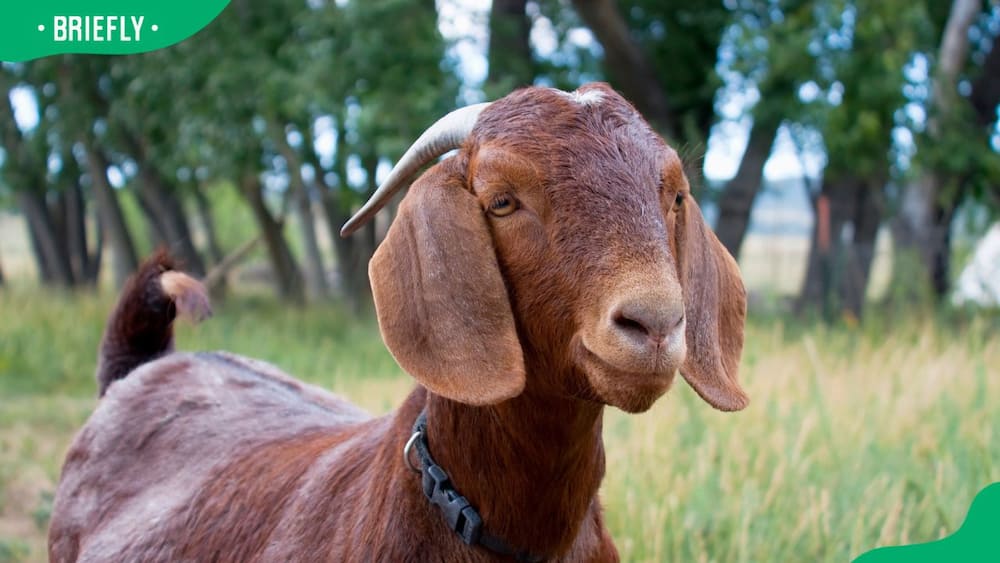 How much does a goat sell for in South Africa?