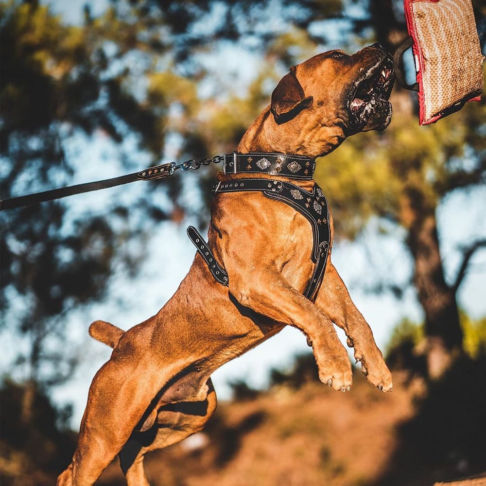 South African Boerboel: reasons why every homeowner should buy this dog breed