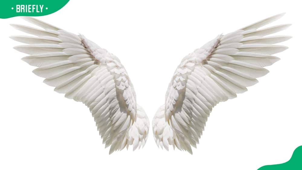 A pair of white angel wings