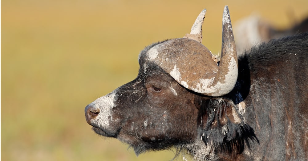 Buffalo, Limpopo, farm