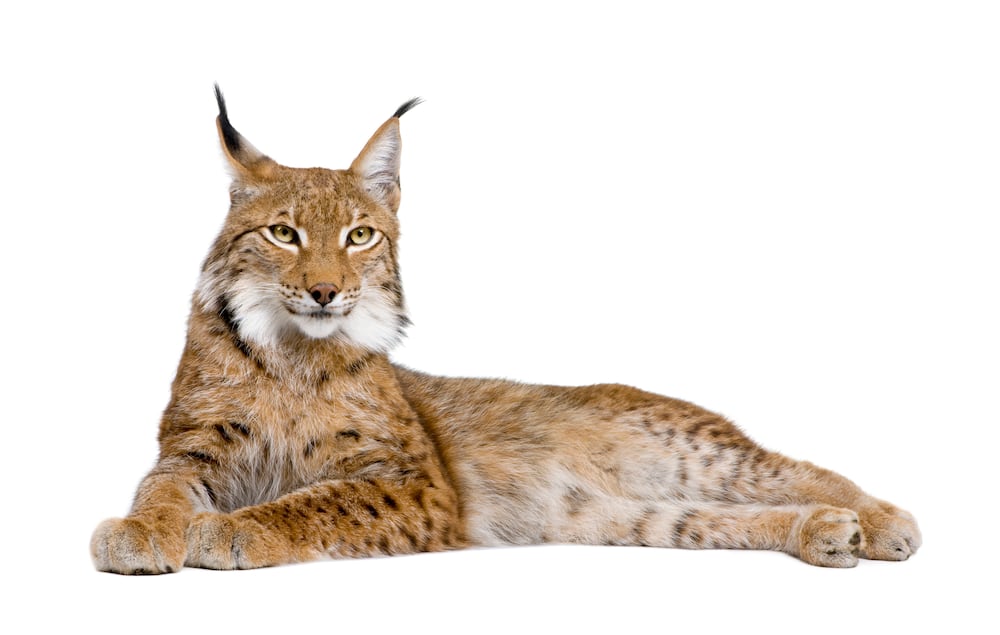 5-year-old Eurasian Lynx on a white background.