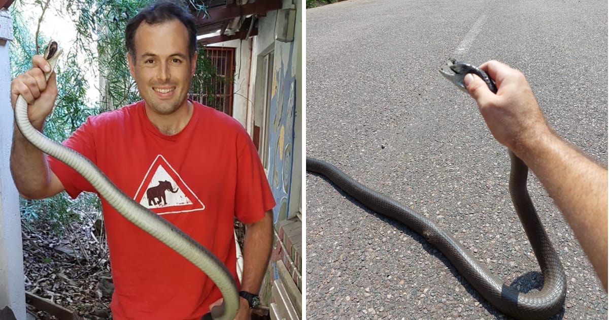 Nick Evans Catches Highly Venomous Black Mamba Crossing the Road ...