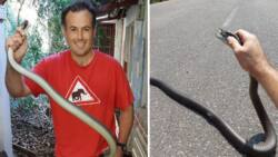 Nick Evans catches highly venomous black mamba crossing the road, Mzansi salutes the bravery: "Great work"