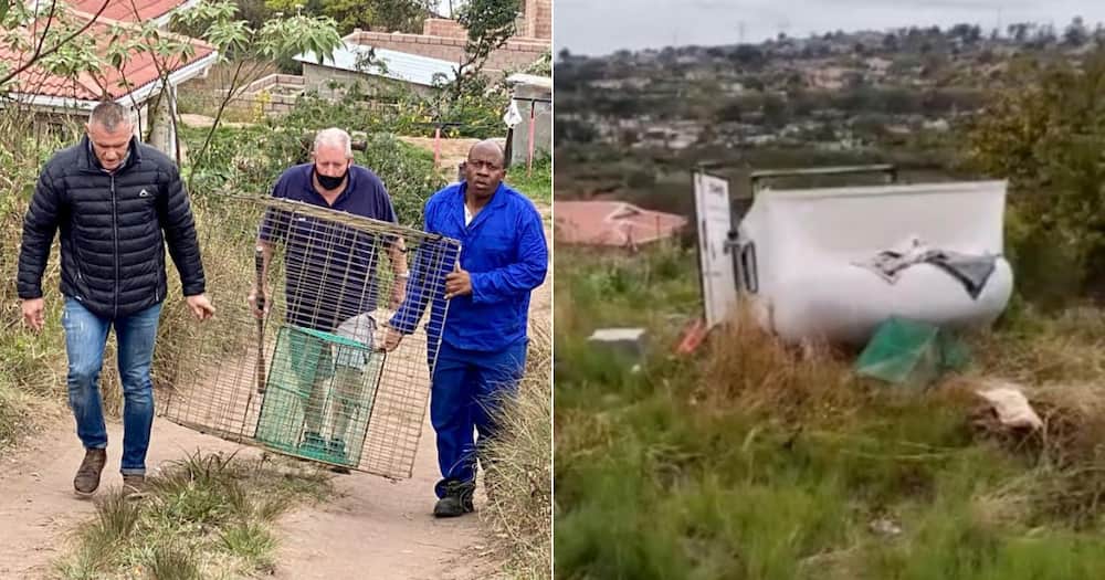 Assailants, Kloof and Highway, Society for the Prevention of Cruelty to Animals, SPCA, Injured, Dog, Gunpoint, Hijacked, Canopy, Tshelimnyama, Mariannhill