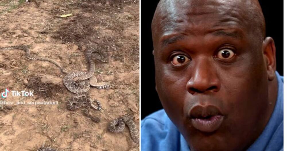 TikTok of rattlesnakes in Texas goes viral