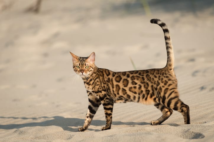 A young golden-spotted female Bengal cat walking on the beach.