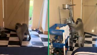 Hilarious TikTok video shows 2 monkeys stealing a man's food in his home