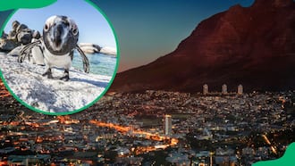 11 unmissable activities in Cape Town: A guide for every traveller